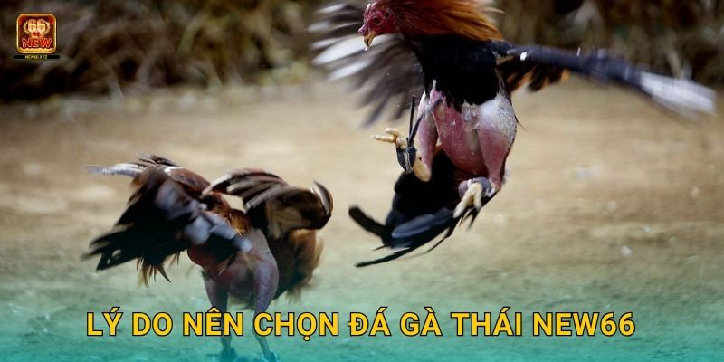 Lý do nên chọn đá gà Thái New66