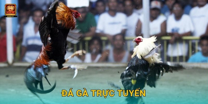 Đá gà trực tuyến sôi động – Kết nối toàn cầu tại New66