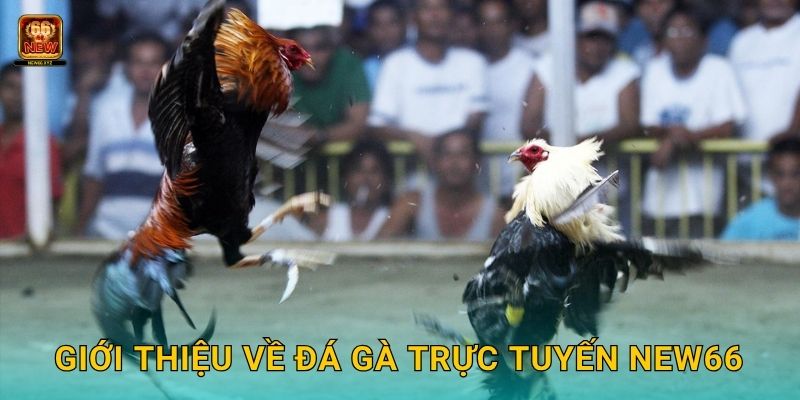 Giới thiệu về đá gà trực tuyến New66