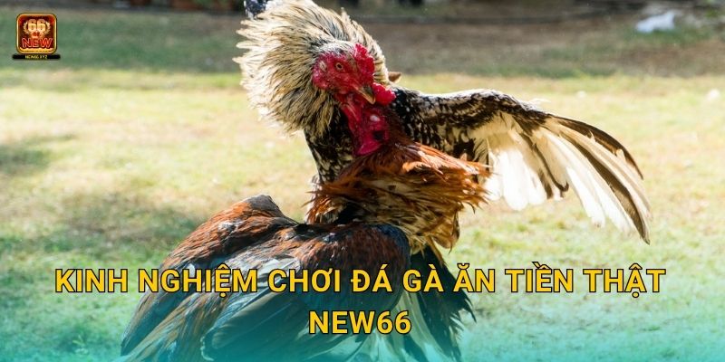 Đá gà ăn tiền thật – Thách thức kịch tính tại New66 3 Kinh nghiệm chơi đá gà ăn tiền thật New66