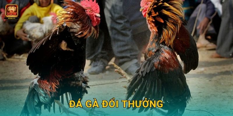 Đá gà đổi thưởng – Trải nghiệm giải trí hấp dẫn tại New66