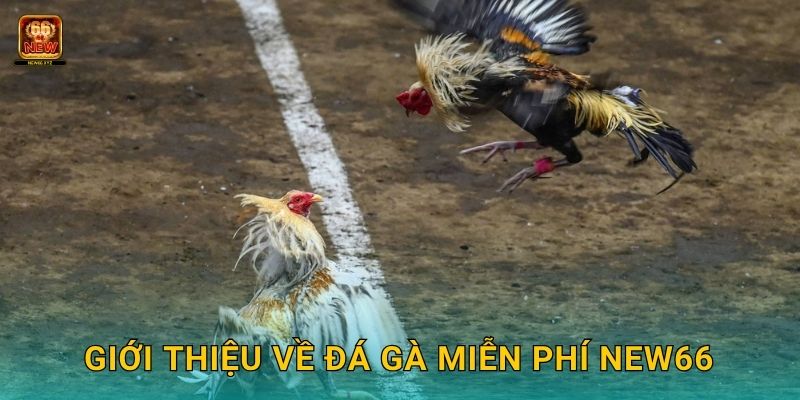 Đá gà miễn phí – Khám phá đam mê không rủi ro tại New66 2 Giới thiệu về đá gà miễn phí New66