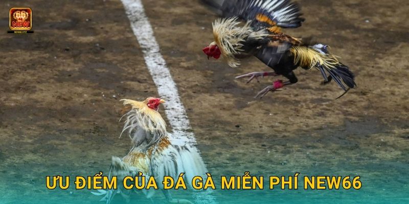 Đá gà miễn phí – Khám phá đam mê không rủi ro tại New66 3 Ưu điểm của đá gà miễn phí New66