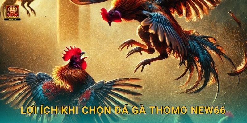 Lợi ích khi chọn đá gà Thomo New66
