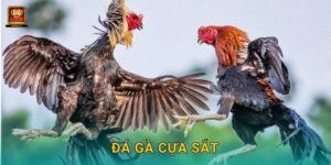 Đá gà cựa sắt – Sức mạnh tốc độ và chiến thuật tại New66