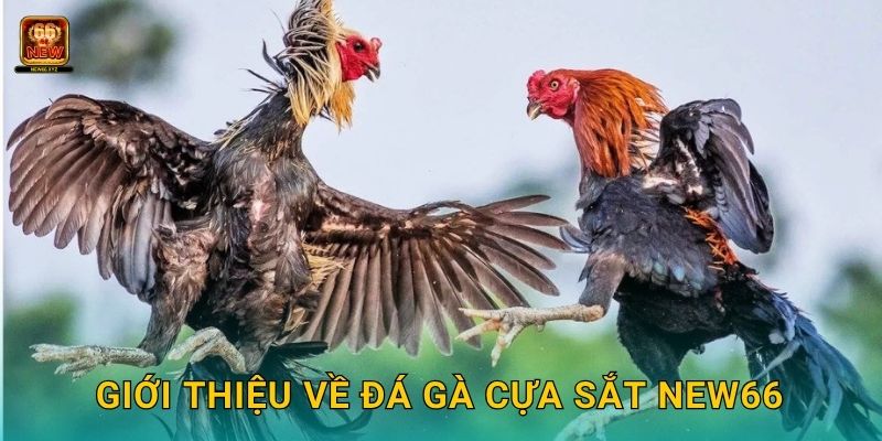 Giới thiệu về đá gà cựa sắt New66