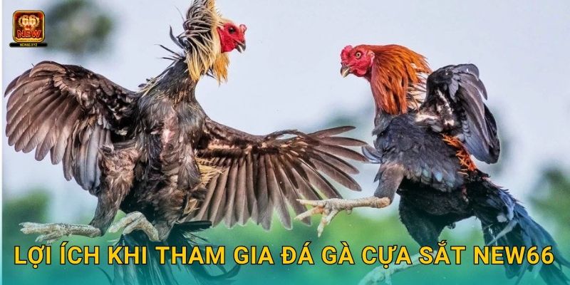 Lợi ích khi tham gia đá gà cựa sắt New66