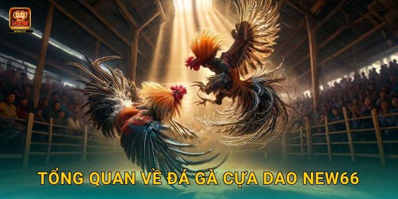 Tổng quan về đá gà cựa dao New66