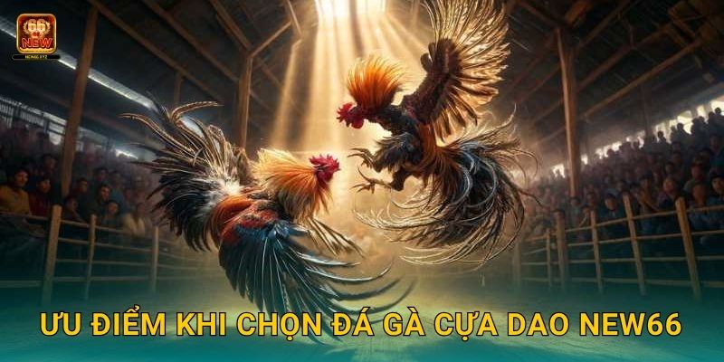 Ưu điểm khi chọn đá gà cựa dao New66