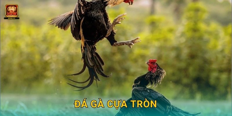 Đá gà cựa tròn – Phong cách cân bằng và chiến thuật tại New66