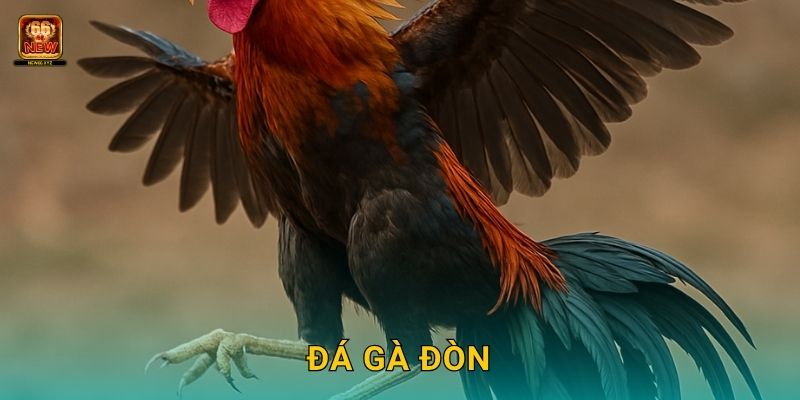 Đá gà đòn – Tinh hoa truyền thống Việt tại New66