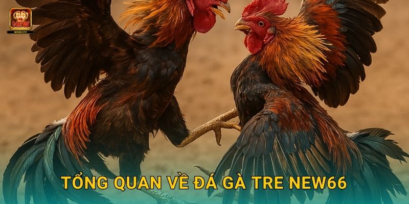 Tổng quan về đá gà tre New66