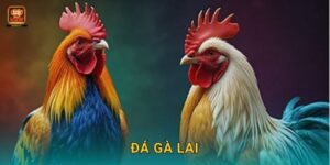 Đá gà lai – Sự kết hợp giữa sức mạnh và tốc độ tại New66
