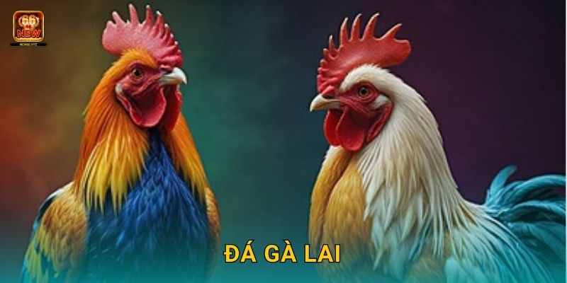 Đá gà lai – Sự kết hợp giữa sức mạnh và tốc độ tại New66 1 Đá gà lai – Sự kết hợp giữa sức mạnh và tốc độ tại New66
