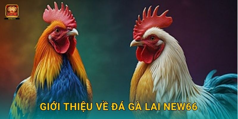 Đá gà lai – Sự kết hợp giữa sức mạnh và tốc độ tại New66 2 Giới thiệu về đá gà lai New66