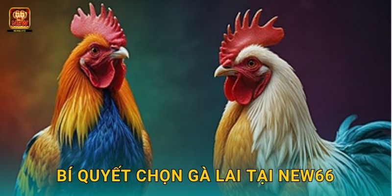 Đá gà lai – Sự kết hợp giữa sức mạnh và tốc độ tại New66 3 Bí quyết chọn gà lai tại New66