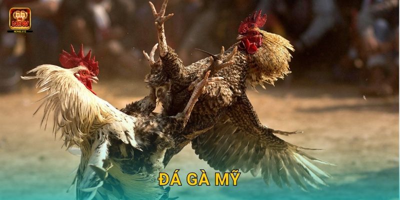 Đá gà Mỹ – Sự pha trộn hiện đại và mạnh mẽ tại New66