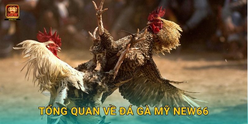 Tổng quan về đá gà Mỹ New66