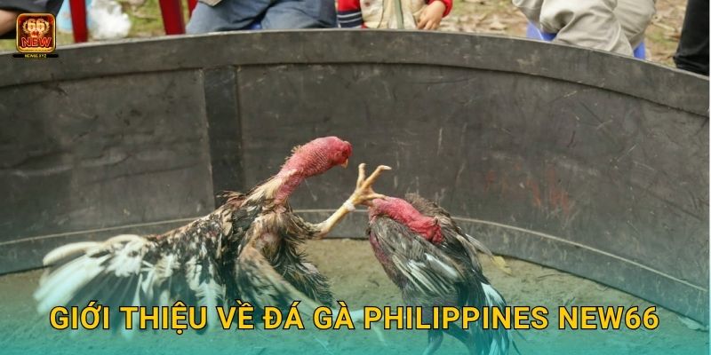 Giới thiệu về đá gà Philippines New66