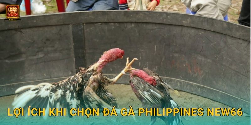 Lợi ích khi chọn đá gà Philippines New66